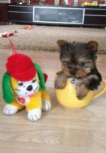 petar (@petar137) — my photo № 24