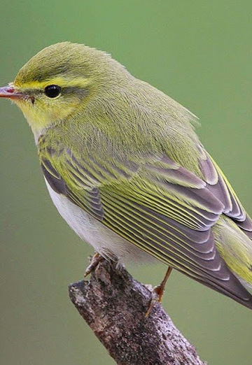 nazar viv (@nazarviv) — my photo № 1