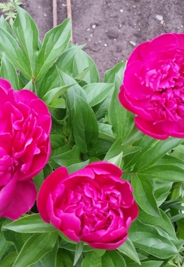 Nadejda (@nadejda55747) — my photo № 6