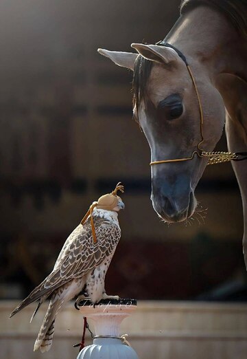 خٰ۫ہۣۗلہٰ۫ك (@pnqja9e9b5) — my photo № 1