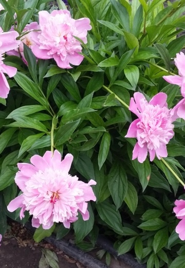 Nadejda (@nadejda55747) — my photo № 5